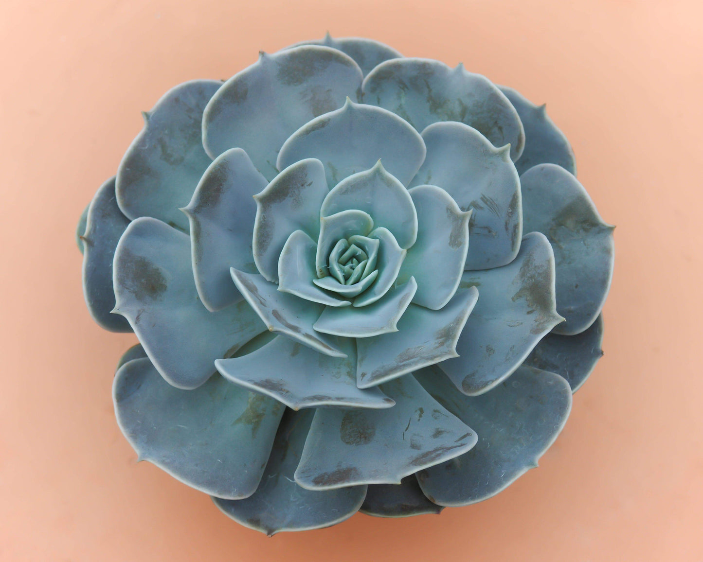 Succulent Prints Wall Art | 8x10 Succulent Decor for Bathroom