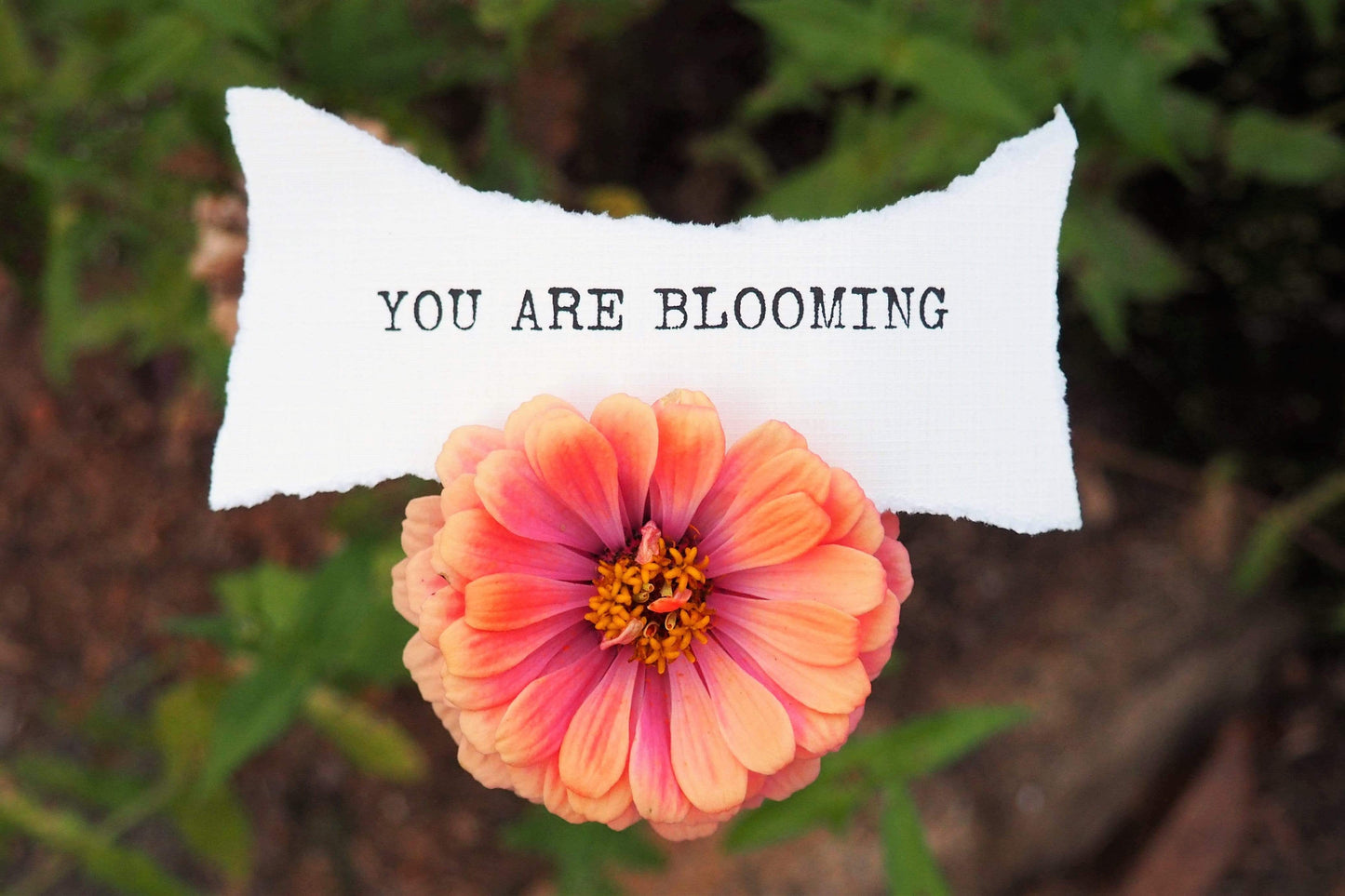 "You Are Blooming" Pink Zinnia Affirmation Photo Artwork | Desk Decor