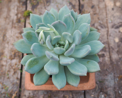 succulent wall bathroom Succulent Wall Art | Bathroom Wall Art Print