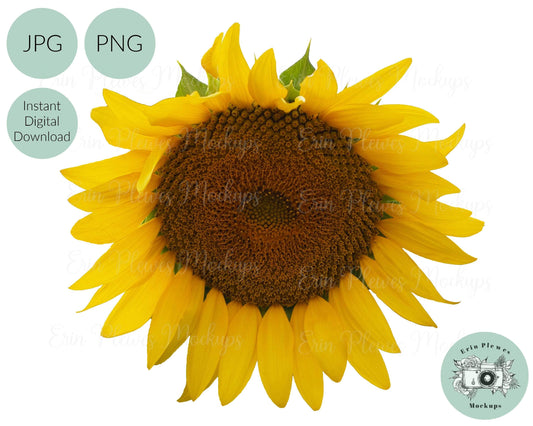 Erin Plewes Mockups Whole Sunflower, Real Sunflower PNG, Full Sunflower for Sublimation and Clear Waterslide, Sun Flower Clip Art