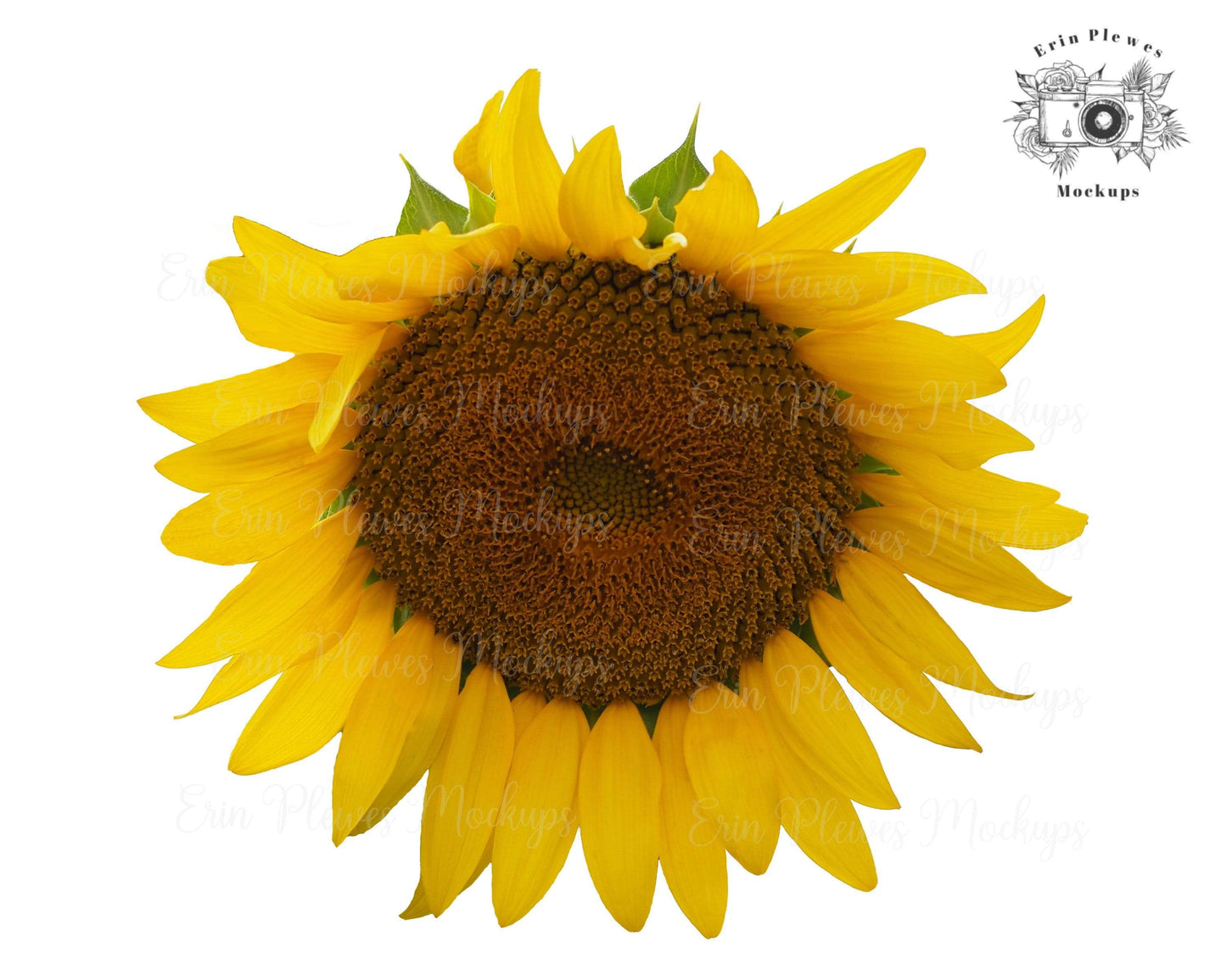 Erin Plewes Mockups Whole Sunflower, Real Sunflower PNG, Full Sunflower for Sublimation and Clear Waterslide, Sun Flower Clip Art